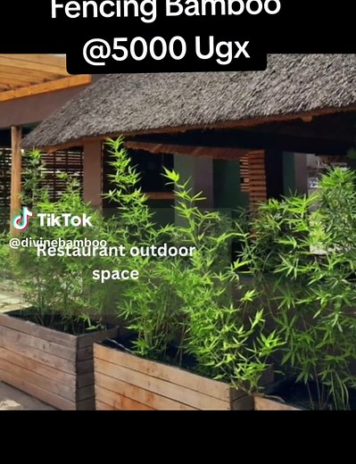 Do you have that space that needs a touch of nature. We are having a promotion on all our Bambusa Multiplex seedlings during this rainy season. Our seedlings are going for 5000 Ugx. What are you waiting for to place that order. Call or WhatsApp us on 0708578025 or 0782181745. #DivineBamboo #kampala_uganda #tiktokuganda🇺🇬🇺🇬🇺🇬 #Kampala #bamboo