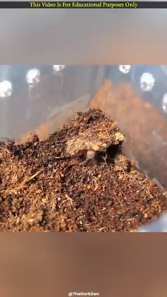 186K views · 1.3K reactions | Rarest Spider | FactlineTv official | Facebook