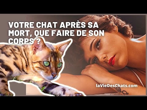 OÙ ET COMMENT ENTERRER VOTRE CHAT MORT ? Les Infos pratiques