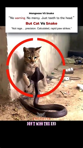 🎬 “EPIC Animal Fight: Bite vs Slap!” ! #trending #viral #animalFacts.