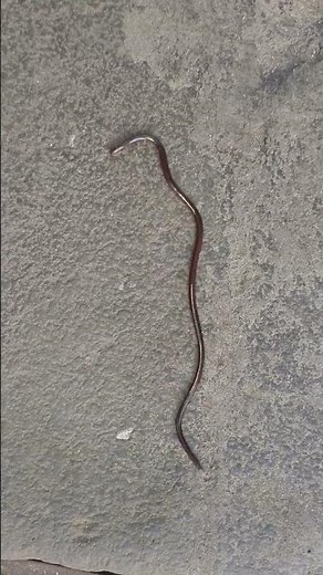 Brahminy blind snake #flowerpot snake #non-venomous