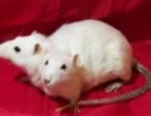 [閲覧注意！！]　世界の奇形動物