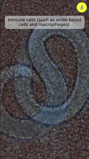 Human blood cells ATTACK bacteria | TULO - Microscope #shorts #blood #science