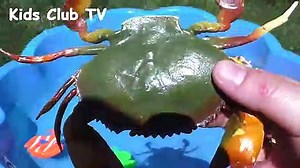 Lots of Zoo Wild Animals Learn Colors For Children With Real Safari Videos