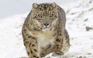 4k高清：雪豹捕食的画面被抓拍到 还有它进食的镜头