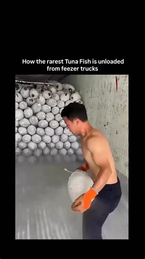 Lucky Clips on Instagram: "Unloading rare tuna from freezer trucks is a process built around speed, temperature control, and careful handling. The fish are kept frozen solid from the moment they’re caught, preserving texture and quality, and every second outside controlled conditions matters. As the truck doors open, workers move quickly, transferring each tuna onto insulated carts or conveyors to prevent any warming. What makes the operation so precise is the value of the fish. High-grade tuna 