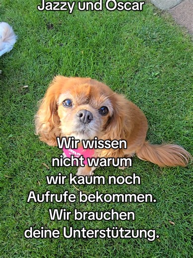 Emma, Jazzy und Oscar: Süße Hundevideos!