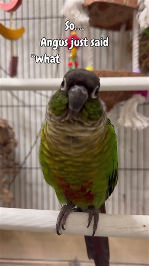 Angus the Green Cheek Conure Talks! #birdtalking #talkingbird #birds #birdtrend #bird #fyp #pets