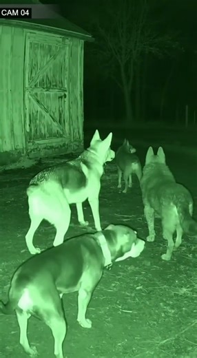 Infrared Night Vision Footage | Dogs Regret What They Saw in the Dark