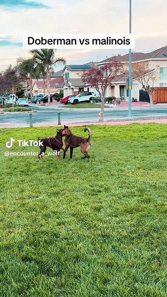 Doberman vs Belgian Malinois: Breed Comparison