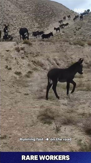 Run Faster! Moving Herd of Donkeys