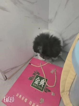 亮出你滴小宝贝，俺叫靓仔⚈₃⚈###黑白比熊