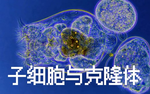 【小宇宙之旅】微生物是怎么繁殖的 [双语字幕]