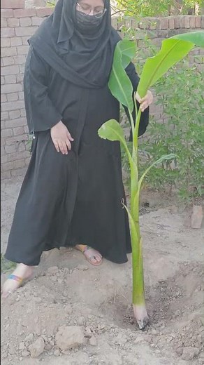 Grow Banana Plant from Branch 🌿 | Easy Planting Method #plantlovers #banana