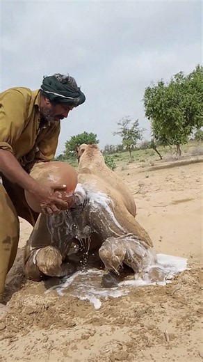 في عمق الصحراء، يسقي البدو إبلهم بالماء ويعتنون بها وسط أجواء ريفية هادئة وجميلة. 🐪💦🏜️