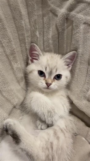 #CapCut #adorable #kitten