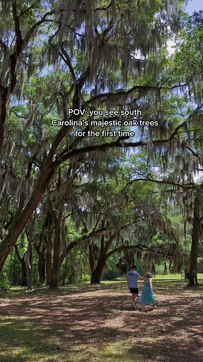 Experiencing the Majestic Oak Trees of South Carolina