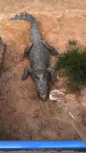 This Crocodile Wouldn’t Budge… What the Farmer Does Next Will Shock You! 👀