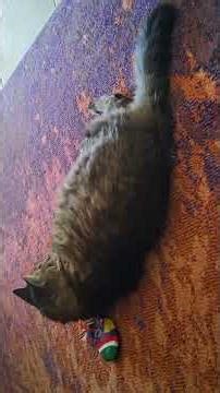 Tigger playing with silvervine stocking and getting high 1 minute version #cat