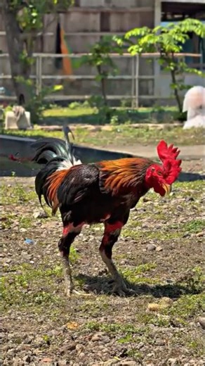 Is This the Most Perfect Pama IQ Rooster Ever?