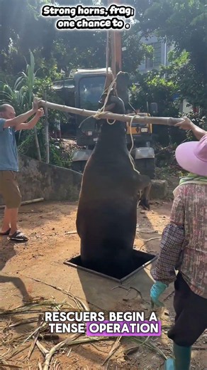 Trapped in a Well, This Buffalo Needed a Miracle ❤️ #SaveAnimals #WildlifeRescue