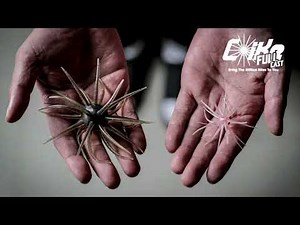 2022年発売予定 Coike Full Cast