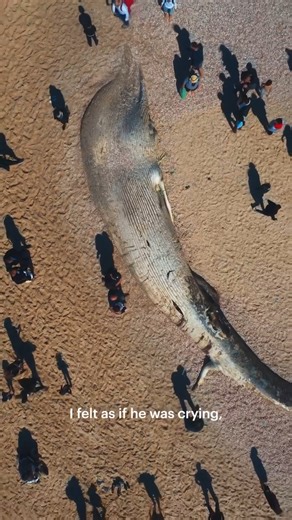 36K views · 184 reactions | “Requiem for a Whale,” is a 2023 short...