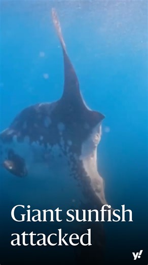 141K views · 1K reactions | What attacked this giant sunfish?  | Yahoo News Australia | Facebook
