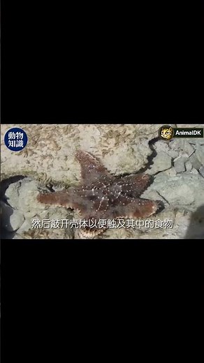 海星的驚人秘密：沒有大腦如何生存？#海星 #海洋生物 #深海 #自然觀察 #科普 #生物多樣性 #生態教育 #療癒 #水下攝影 #大自然奇觀