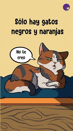Genéticamente solo hay gatos negros y naranjas, descubre por qué y cómo es que vemos más colores de pelaje. 🐱 | CuriosaMente