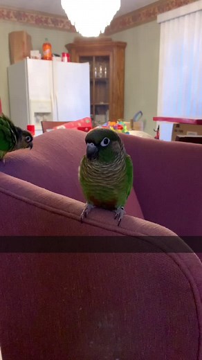 Bird_Tails on TikTok