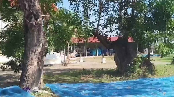 Elephant-shaped tree becomes shrine for superstitious locals in Thailand