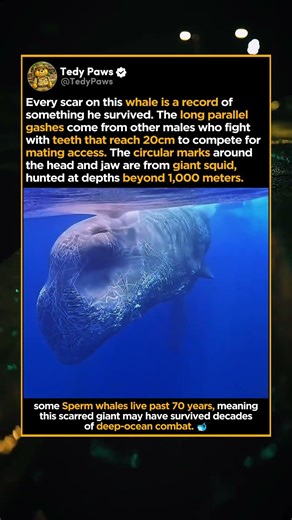 70 Years of Ocean Battles Scarred This Bull