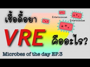 VRE Vancomycin Resistance Enterococci| เชื้อดื้อยา VRE