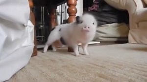 Worldstar Hip Hop on Reels