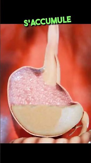 Ne jamais mélanger Coca et Mentos dans votre estomac