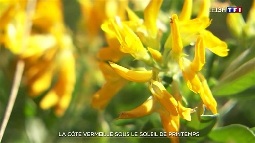 La Côte Vermeille sous le soleil de printemps