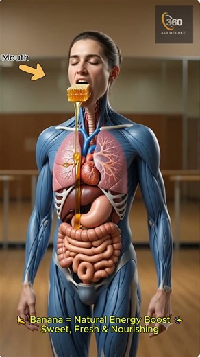 Cigarette vs Honeycomb: What Happens Inside Your Body? 🍯🚬 | 3D Anatomy