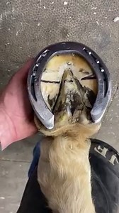 This is a barrel racing horse with negative plantar (hind) angles and a crushed lateral heel. We modifed the St, Croix CrossOver Shoe into a rocker shoe with the goal of rocking the foot forward allowing the compromised heels to be relieved. The black line drawn on the hoof is the highest part of the rocker. Mustad USA American Hat Company Well-Shod.com Classic Equine Wallissprayfoam.com CBAC & Heat, LLC #olsenequinecjf #mustadusa #deltamustad #farrier #horse | Olsen Equine CJF