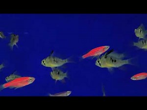 8 Minutes of Mesmerizing 4K Fish Swimming 🐠 | Ultimate Relaxation Aquarium Vibes
