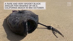 Black Deep-Sea Angler Fish Washes Ashore In California