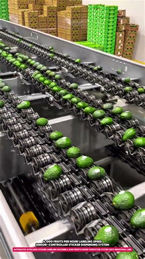 Automatic Avocado Sticker Labeling Machine 6,000 Fruits/Hour Conveyor System 220V Industrial Line