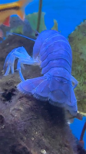 Nothing to see here, just a blue crayfish digging for food | David S. Chen