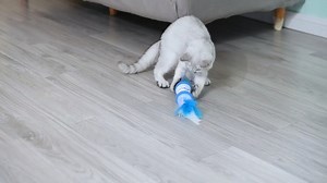 Watch interactive cat toy cat toys remote control cat toy on Amazon Live