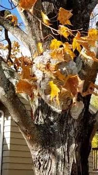 Amazing Paper Wasp Nest Hanging from My Tree!