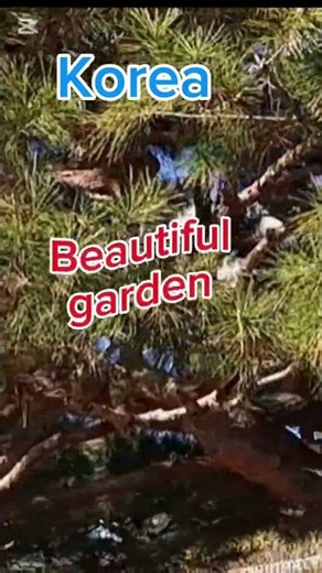 Korea's beautiful pine trees and blue skies. 한국의 아름다운 소나무와 푸른하늘.