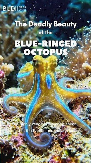 🐙 The Deadly Beauty of the Blue-Ringed Octopus You Must Know #octopus #ocean #wildlife #nature