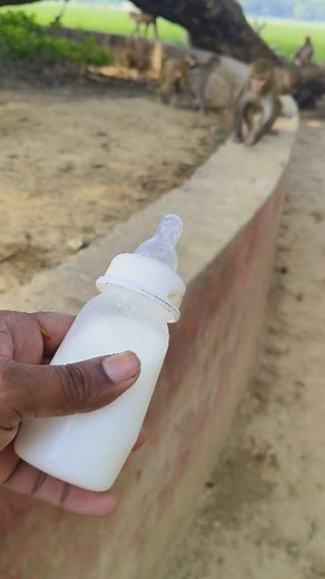 Cute baby monkey 🐒🐵😂🐵#000216 | Mini Dogs Fun