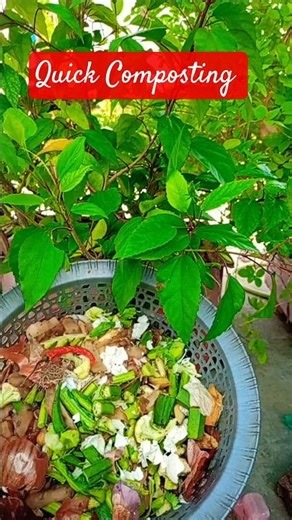 We Tried Trench Composting Gardening Hacks 😄#shorts #compost #ytshortstrending #kitchengarden