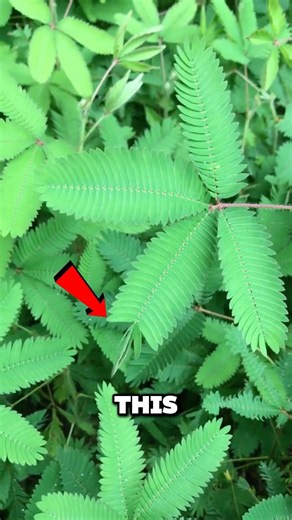 Why This Plant Hides When You Touch It 😳